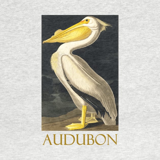 White Pelican by John James Audubon by Naves